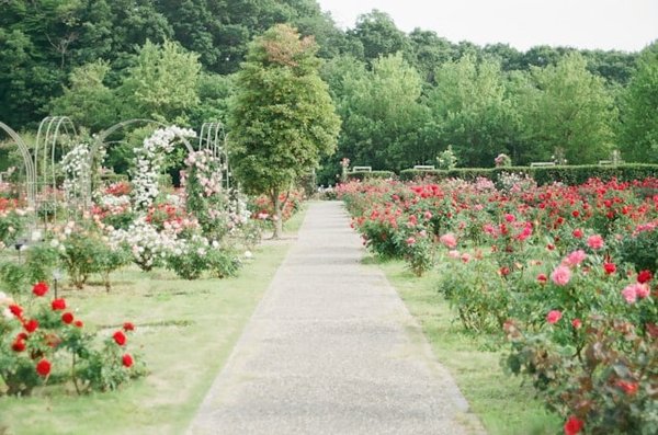 Comment créer un jardin inspiré de l'art abstrait ?