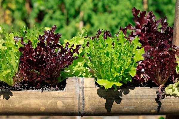 Comment créer un jardin vertical comestible pour une alimentation durable ?