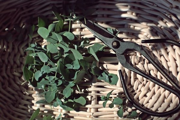 Quels sont les secrets pour conserver la fraîcheur des fleurs coupées plus longtemps ?
