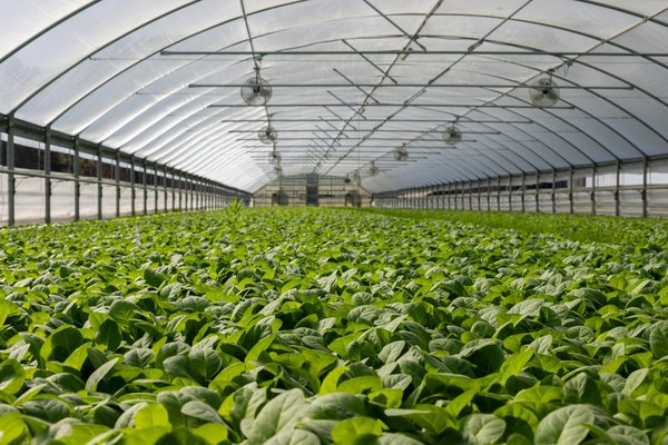 L'éclairage horticole professionnel : vers une croissance optimale